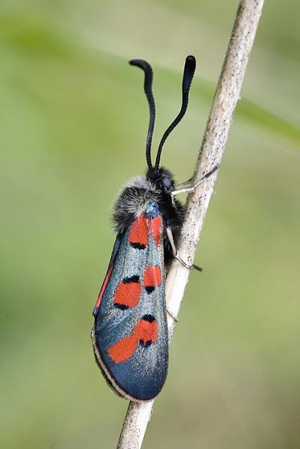 Los Zygaénidos (Lepidoptera) en Aragón