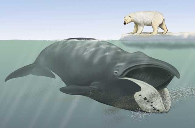 ballena franca de Groenlandia y oso polar