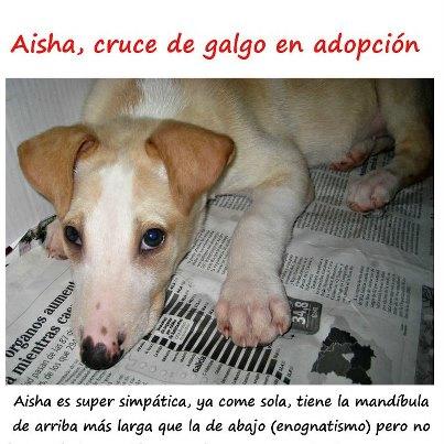 Foto: DIFUNDIR por favor!!!!! Contacto: operacionhuella@gmail.com  Aisha es una cachorrita de tres meses, está en en adopción, es cruce de galgo, se encuentra en Vigo (Pontevedra). Su mami, una preciosa galguita color canela de 6 años aprox. también busca hogar. Ambas estaban viviendo en la calle. Si alguien quiere adoptar alguna: operacionhuella@gmail.com  Más sobre ella: https://www.facebook.com/events/317824238319460/