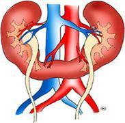 Riñón en herradura