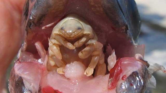 isópodo parásito en la lengua de un pez