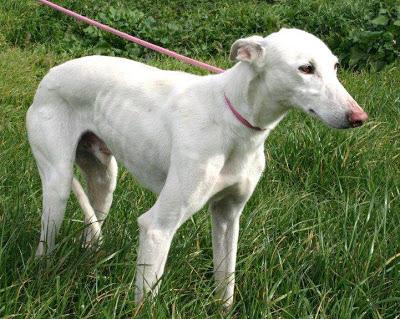 URGENTE ZARAGOZA!!! PALOMO SE HA PERDIDO!!!