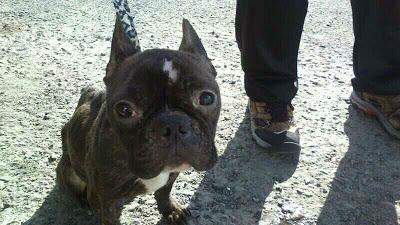 Bulldog frances puro, de unos 2 años desnutrido en la calle necesita acogida o adopcion urgente. (Huelva)