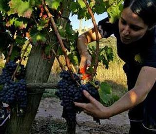 XI FESTIVAL DE LA VENDIMIA EN LA  CAPITAL DEL VINO Y BUEN PISCO… Santa Cruz de Flores Te Espera