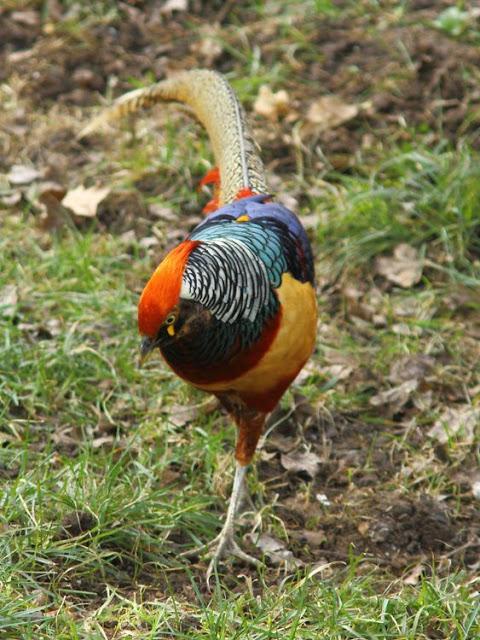 A walk in the park-Un paseo por el parque