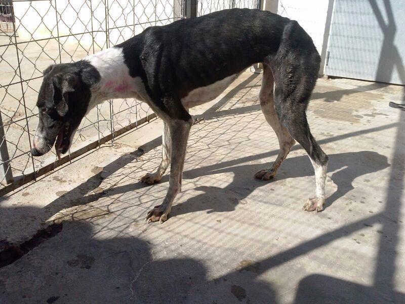 MÁS GALGOS, MUY URGENTE, NECESITAN AYUDA!!