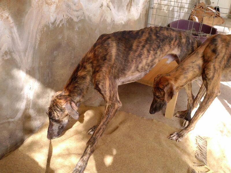 MÁS GALGOS, MUY URGENTE, NECESITAN AYUDA!!