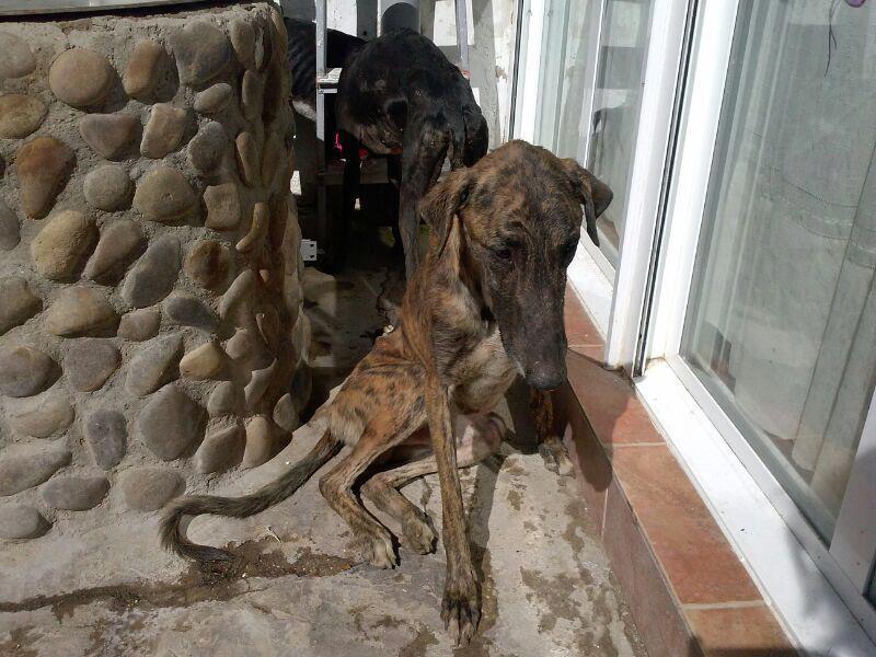 MÁS GALGOS, MUY URGENTE, NECESITAN AYUDA!!