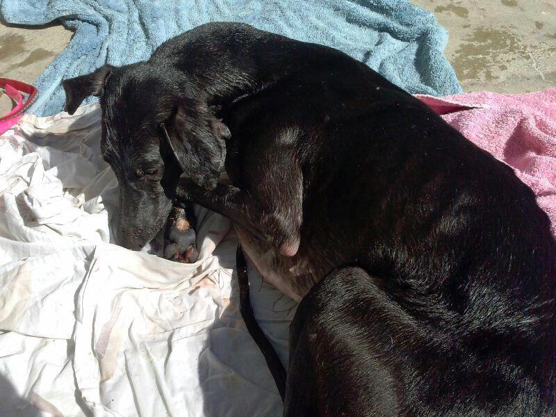 MÁS GALGOS, MUY URGENTE, NECESITAN AYUDA!!