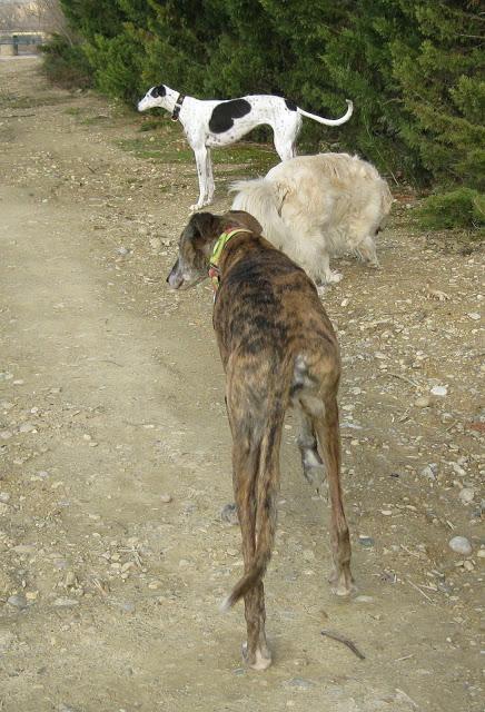 El galgo que en invierno cojea, en primavera mejora...