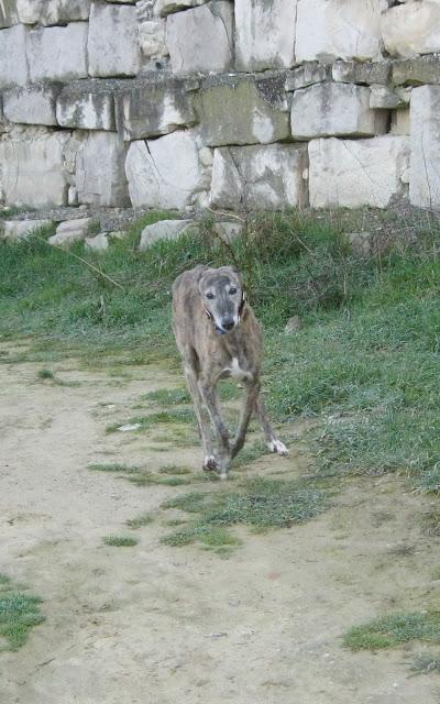 El galgo que en invierno cojea, en primavera mejora...