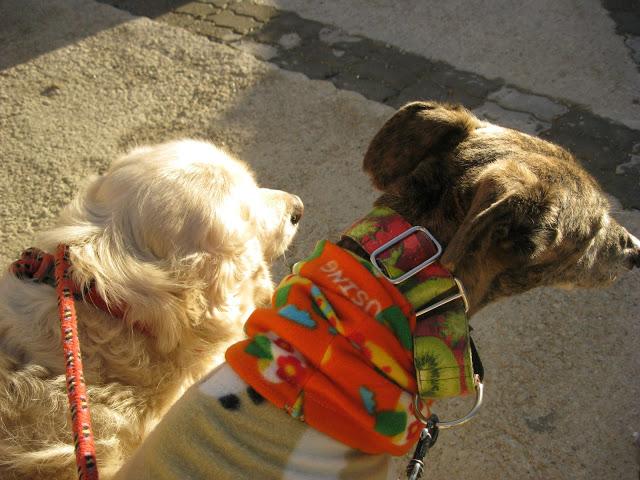 El galgo que en invierno cojea, en primavera mejora...