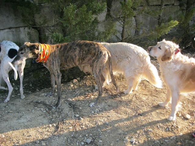 El galgo que en invierno cojea, en primavera mejora...