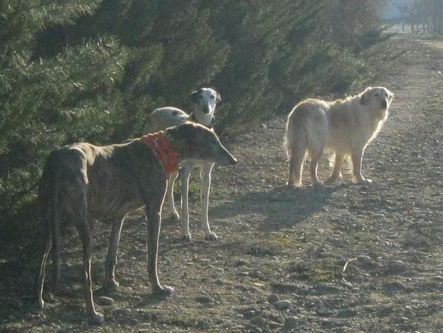 El galgo que en invierno cojea, en primavera mejora...