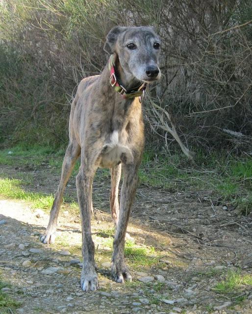 El galgo que en invierno cojea, en primavera mejora...