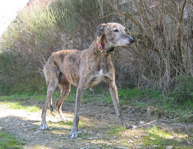 El galgo que en invierno cojea, en primavera mejora...