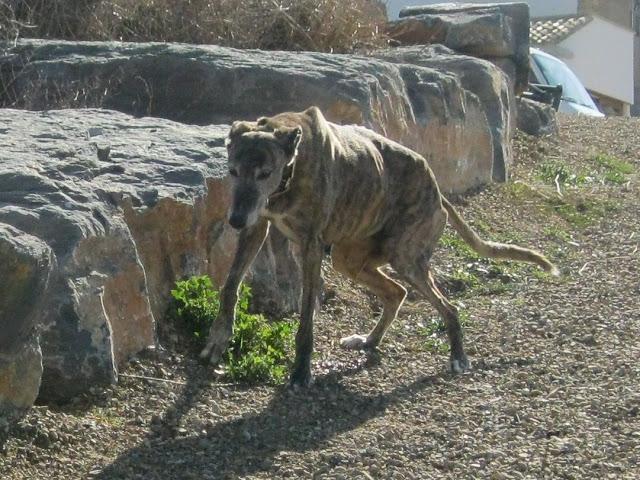 El galgo que en invierno cojea, en primavera mejora...