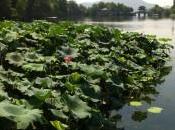 ¿cuántas mejoras habéis propuesto vuestras organizaciones llevado cabo?