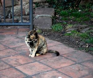 LUNA NUEVA…PRIMAVERA DEL ALMA