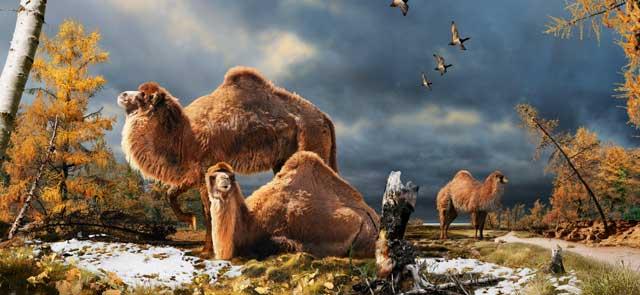 Ártico Vivian Camellos Gigantes ¿Curioso?