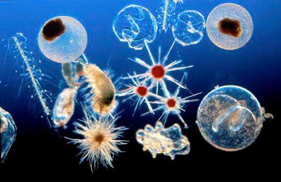 plancton marino