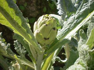 MENESTRA DE VERDURAS AL ESTILO DE LA 