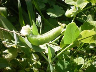 MENESTRA DE VERDURAS AL ESTILO DE LA 