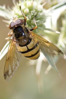 Para ampliar Volucella inanis (Linnaeus, 1758) hacer clic