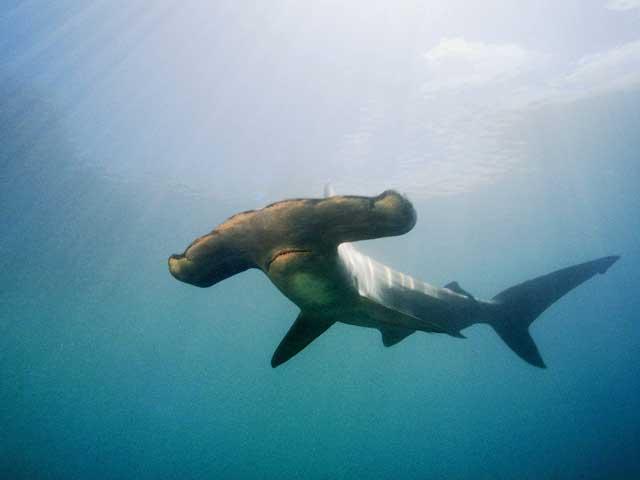 tiburón martillo entra apéndice 2 del CITES