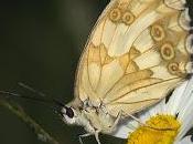 Melanargia lachesis (Hübner, 1790) Medioluto ibérica