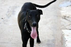 JOCKER, alegrará tu vida‏.