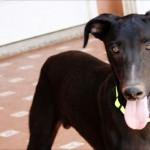 JOCKER, alegrará tu vida‏.