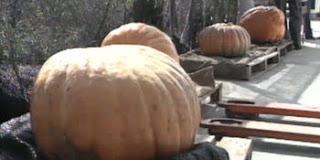 Bunyols de carabassa (Buñuelos de calabaza)