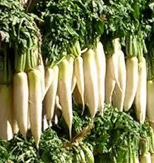 daikon2 Daikon, un nabo japonés usado en la cocina Macrobiótica y para depurar el organismo  