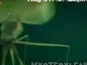 Extraña criatura vista fondo 2013