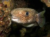 globo amenaza Arábigo