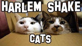 Harlem Shake Cats!