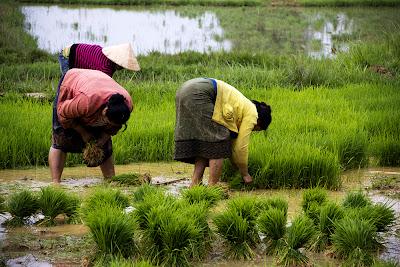 U.X.O. Artilleria y Jarras