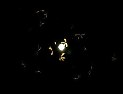 Monzon, termitas y gekos gigantes.