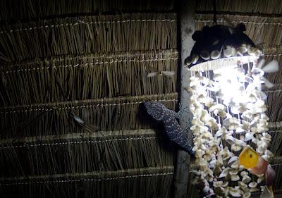 Monzon, termitas y gekos gigantes.