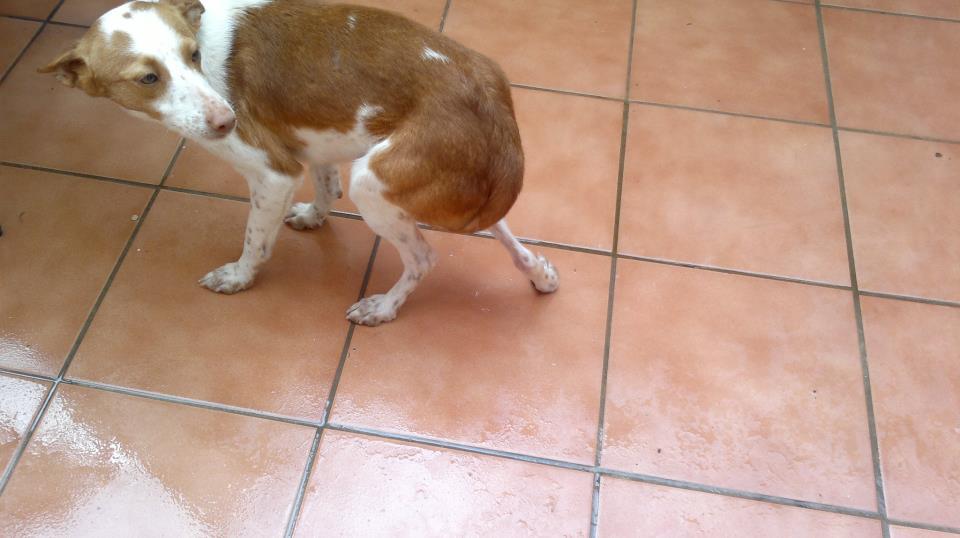 Pokito, podenco con deformidad en patas por estar encerrado toda su vida. ACOGIDA O ADOPCIÓN URGENTE!!