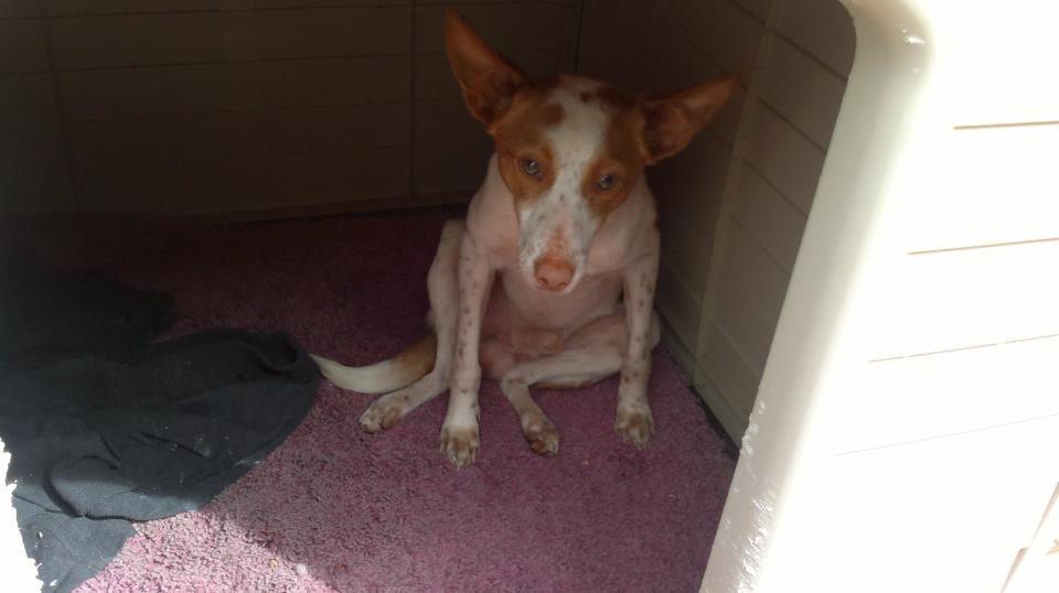 Pokito, podenco con deformidad en patas por estar encerrado toda su vida. ACOGIDA O ADOPCIÓN URGENTE!!