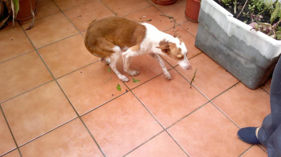 Pokito, podenco con deformidad en patas por estar encerrado toda su vida. ACOGIDA O ADOPCIÓN URGENTE!!