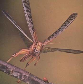 El vuelo de los insectos