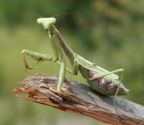 El vuelo de los insectos