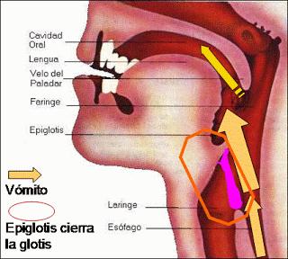 Por qué el paciente no debe comer ni beber poco antes de que lo operen [parte 3]