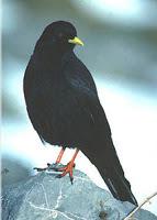 Meteorólogos de negro