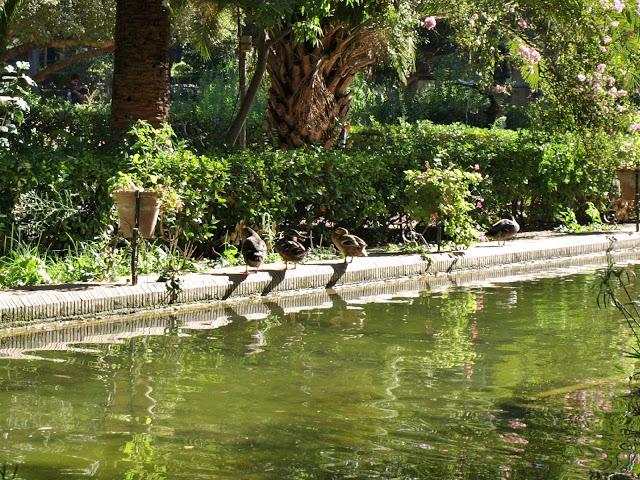 El Estanque de los Lotos.