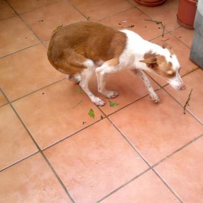 Foto: Pokito, podenco con deformidad en patas por estar encerrado toda su vida, maltratado y echa a patadas un inhumano de Gerena Sevilla ¡MADRINA PARA RESIDENCIA, ACOGIDA URGENTE O ADOPCION!! Contacto: natisabe@hotmail.com / vgbulnes@hotmail.com   Pokito, este pobre podenquito me ha dado el aviso una mujer de Gerena que esta mañana un inhumano lo echaba a patadas de su casa, ella le ha preguntado que por qué lo echaba y le ha respondido que no era suyo sino de un hombre que lo ha tenido siempre encerrado en un recinto muy pequeño y se lo había traido y que él no lo quiere que no valía para nada y que se lo iba a llevar para que lo encerrara donde había estado siempre!!!! como el tio lo dejó en la calle esta mujer me llamó y también a Virginia y le dijimos que lo metiera en su porche que iríamos a por él. ESta mujer lo tiene en su patio por este día y esta noche, pero dice que mañana no lo podrá tener ya que su marido se niega a que haya allí un perro, lo tiene ahora mismo a escondidas de su marido en el patio trasero y le hemos llevado una caseta para refugiarlo del frio y la lluvia. Si esta mujer lo echa a la calle y estos inhumanos lo vuelven a encerrar será su perdición ahora que tenemos una oportunidad de salvarlo o si no lo encierran ¿qué será de él en la calle? tiene mucho miedo y anda con dificultad, siempre ha estado encerrado!!!!!!!!! no sobrevivirá en la calle!!!!!!!!!!!!   Virginia lo ha llevado al veterinario y ha dicho que si tiene una buena alimentación y está bien cuidado podrá andar bien, está desnutrido y con mucho miedo, necesita mucho cariño y cuidado. ya a esta señora le pone las patitas encima, vamos que con dedicación y amor este pequeño podrá llevar una vida normal y ser feliz   Pokito necesita una ACOGIDA URGENTE, MADRINA PARA LLEVARLO A UNA RESIDENCIA O ADOPCION   Pongo mi contacto, pero intentad contactar con Virginia ya que yo llevo muchos casos y llevo siempre retraso en los correos y esto es muy urgente!!!!!   nati. SEvilla. Contacto: natisabe@hotmail.com   Virginia. SEvilla. Contacto: vgbulnes@hotmail.com