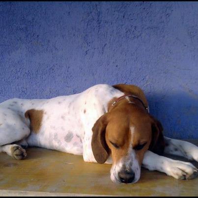 Foto: En ocasiones ser un perro de raza, les asegura una adopción, porque ya sabemos que si son boxers, bulldogs, pastores alemanes, caniches, etc tienen un futuro mucho más optimista que los mestizos.... cosas de humanos. Sin embargo, en otras ocasiones, ser de raza es una condena y es lo que les ocurre a muchos podencos, bretones y pointers. Nadie pregunta por nuestro HIRU :( a pesar de ser precioso, cariñoso, bueno, joven, dulce, tímido y juguetón y además saberse comportar en una casa... Todos esos buenos adjetivos no son suficientes porque es un pointer... lleva ya más de medio año en el refugio y es hora de que encuentre su hogar. Si quieres adoptar o acoger a HIRU, ponte en contacto con nosotros: uno.nuestros@gmail.com o 658399627